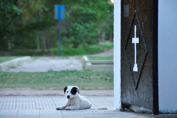 Um cão monta guarda na entrada do cemitério em Villa Nueva, na Argentina